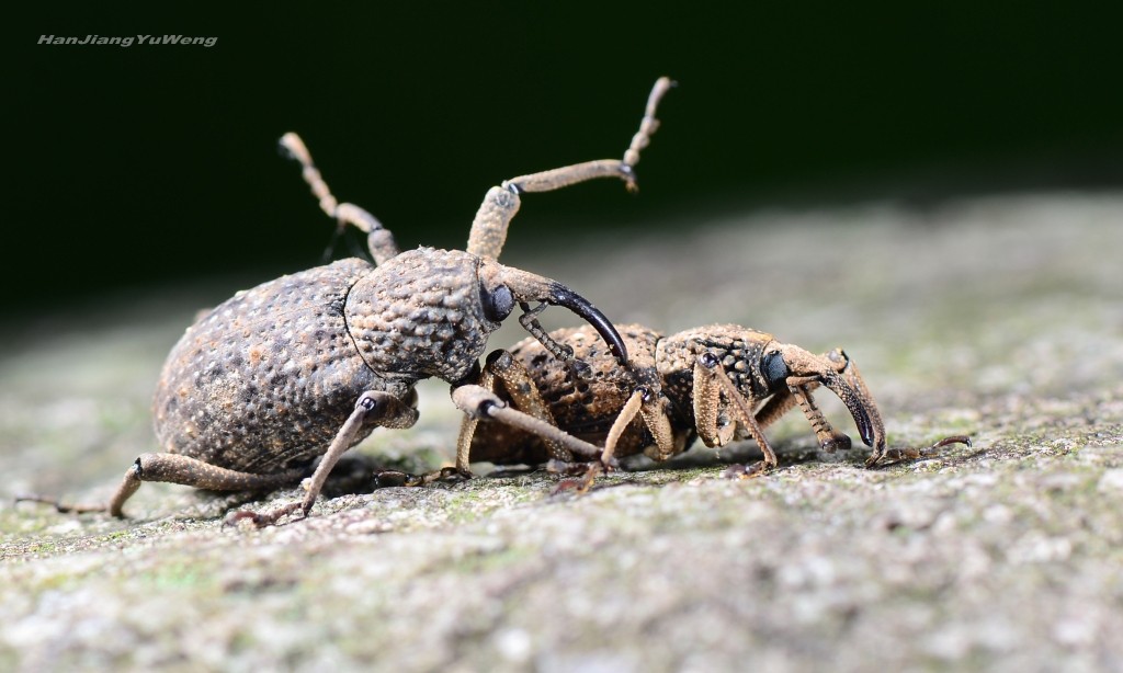 #版主坐堂# 2018年5月微距摄影星空(中国)作品集萃
