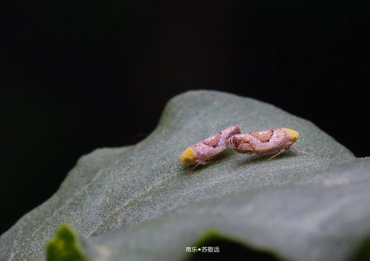 #版主坐堂# 2018年5月微距摄影星空(中国)作品集萃