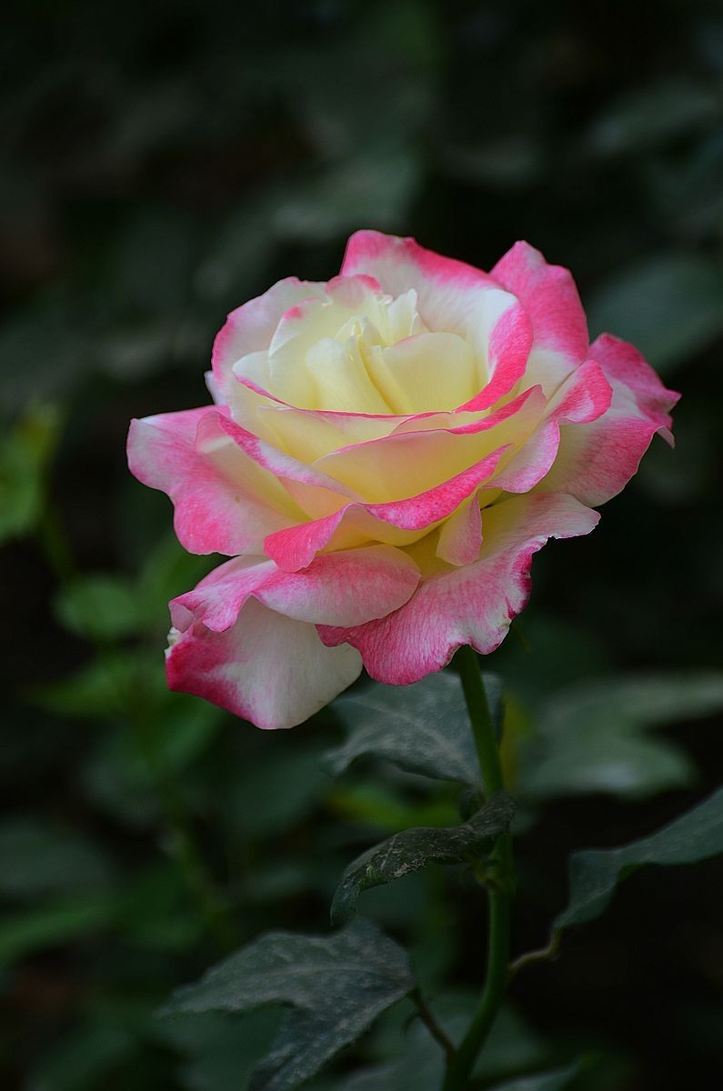 竖版月季花
