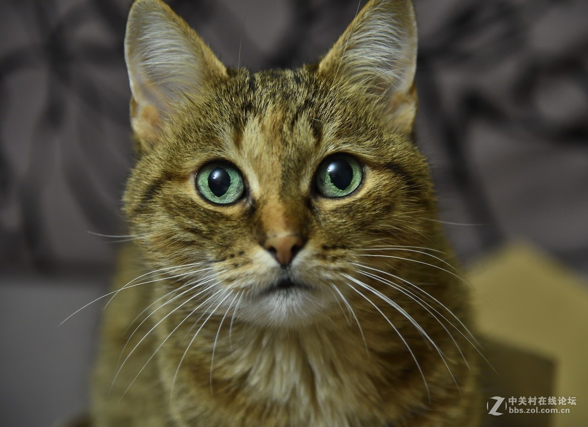 纯洁的老猫-中关村在线摄影论坛