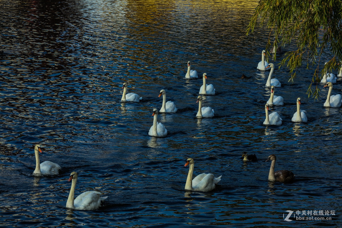（西欧之行）4 英国小镇斯特拉福特 曼彻斯特