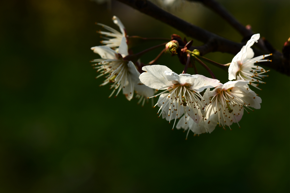 樱桃小花