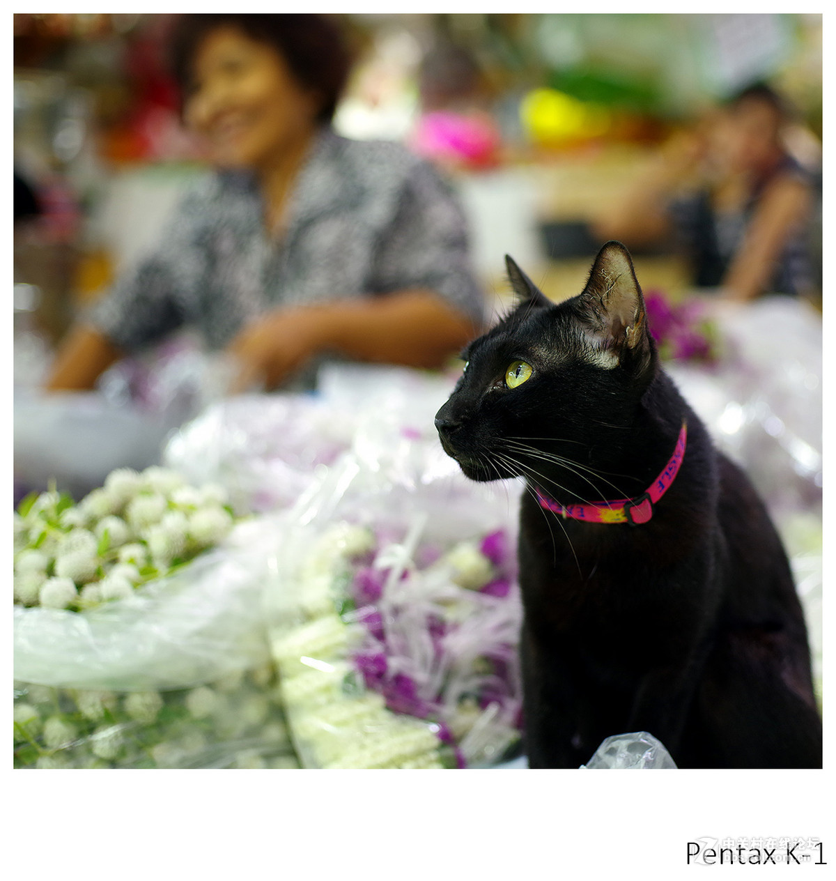 转“无忌”色友发的几张用K1拍的图片。