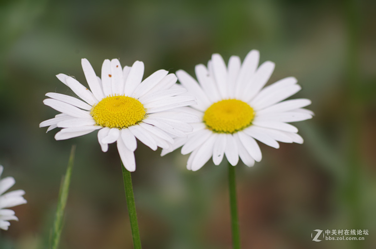 百花盛开小滨菊只做磨皮出