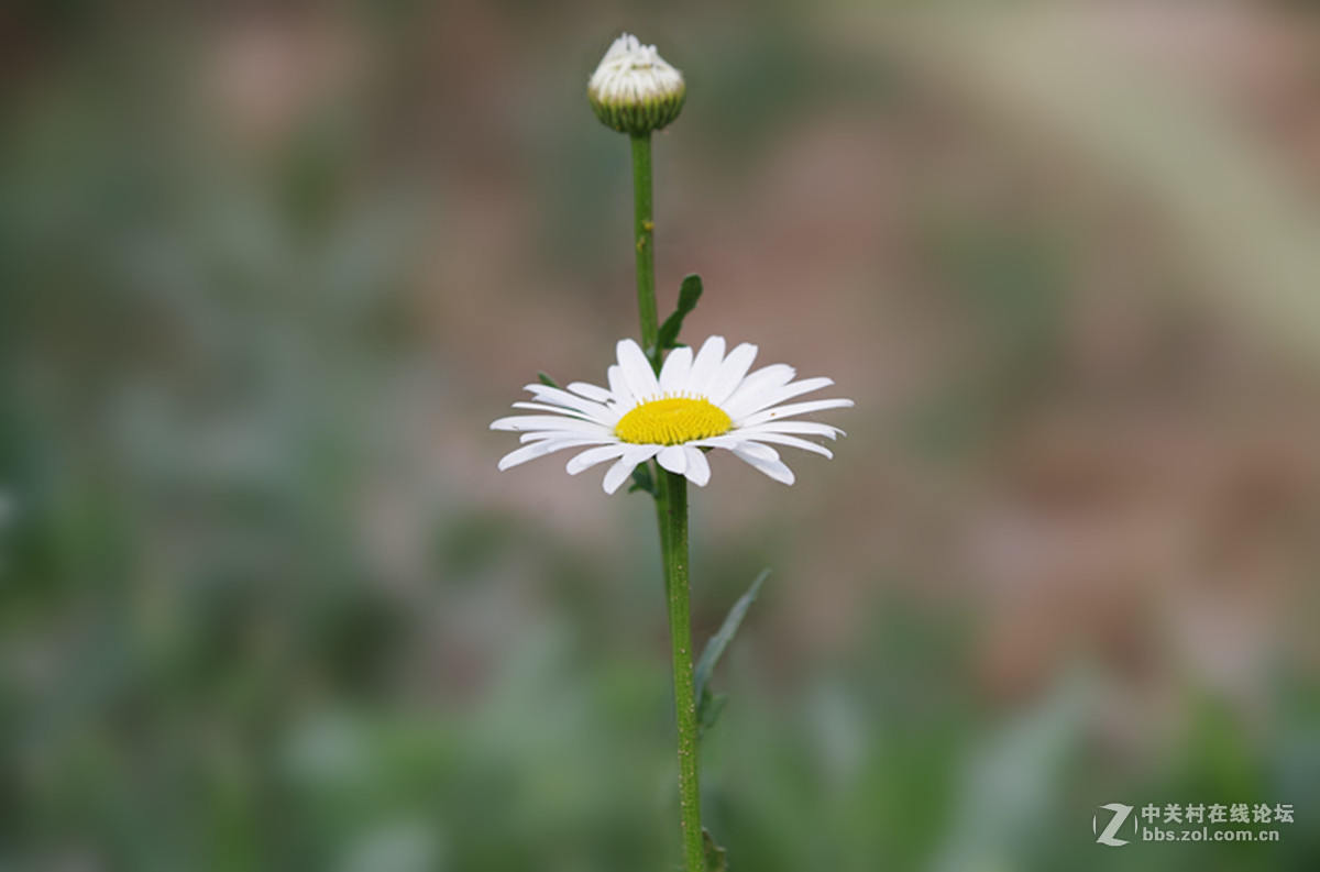 百花盛开小滨菊只做磨皮出
