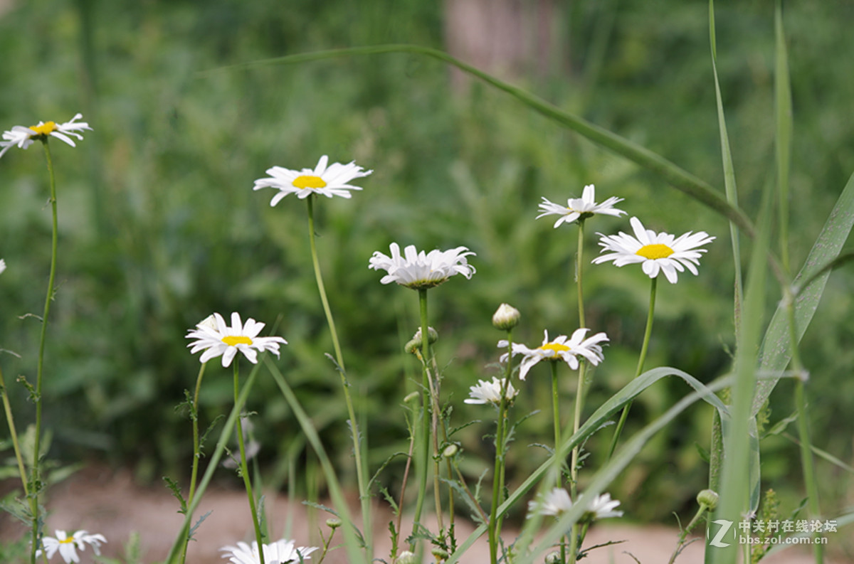 百花盛开小滨菊只做磨皮出