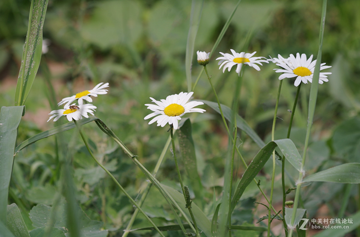 百花盛开小滨菊只做磨皮出