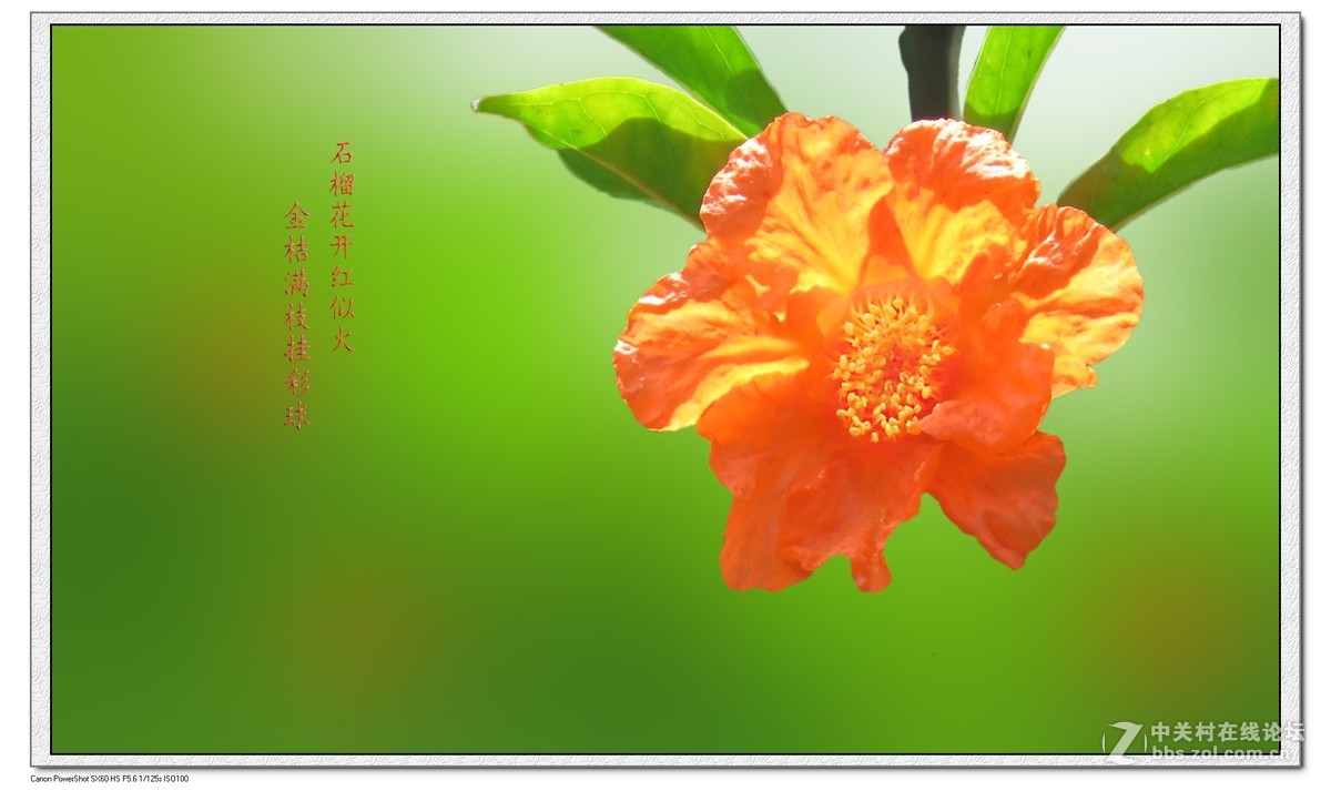 石榴花