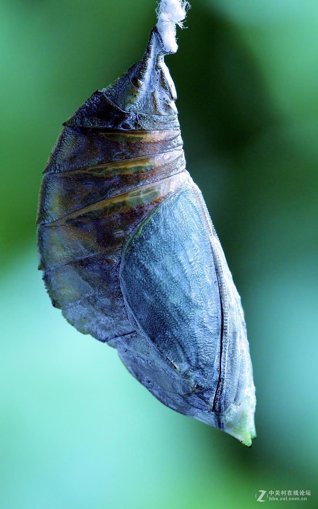 大紫蛱蝶的蛹图片