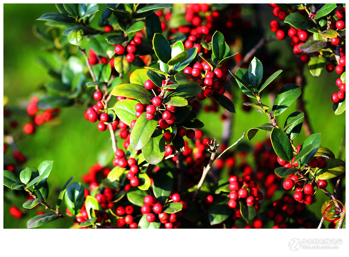 红果冬青挂满枝