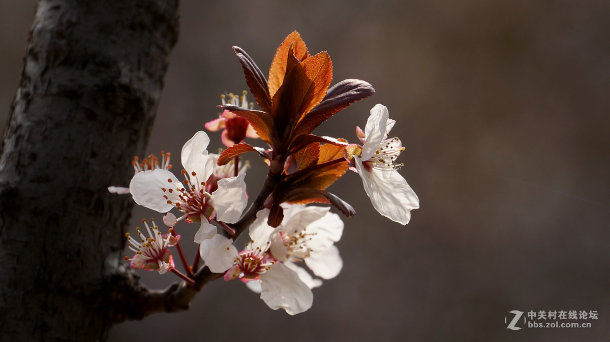vg30eh 拍水仙 海棠