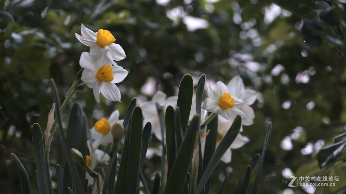 vg30eh 拍水仙 海棠