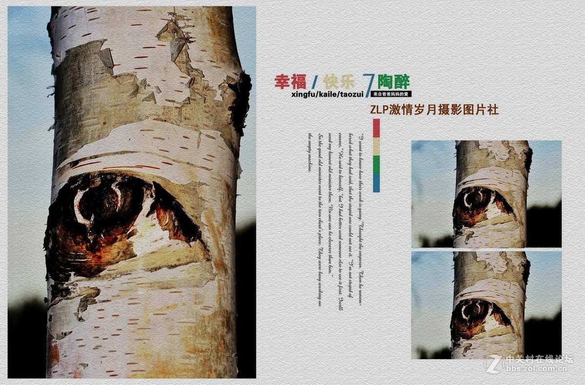 白桦树——美丽的大眼睛