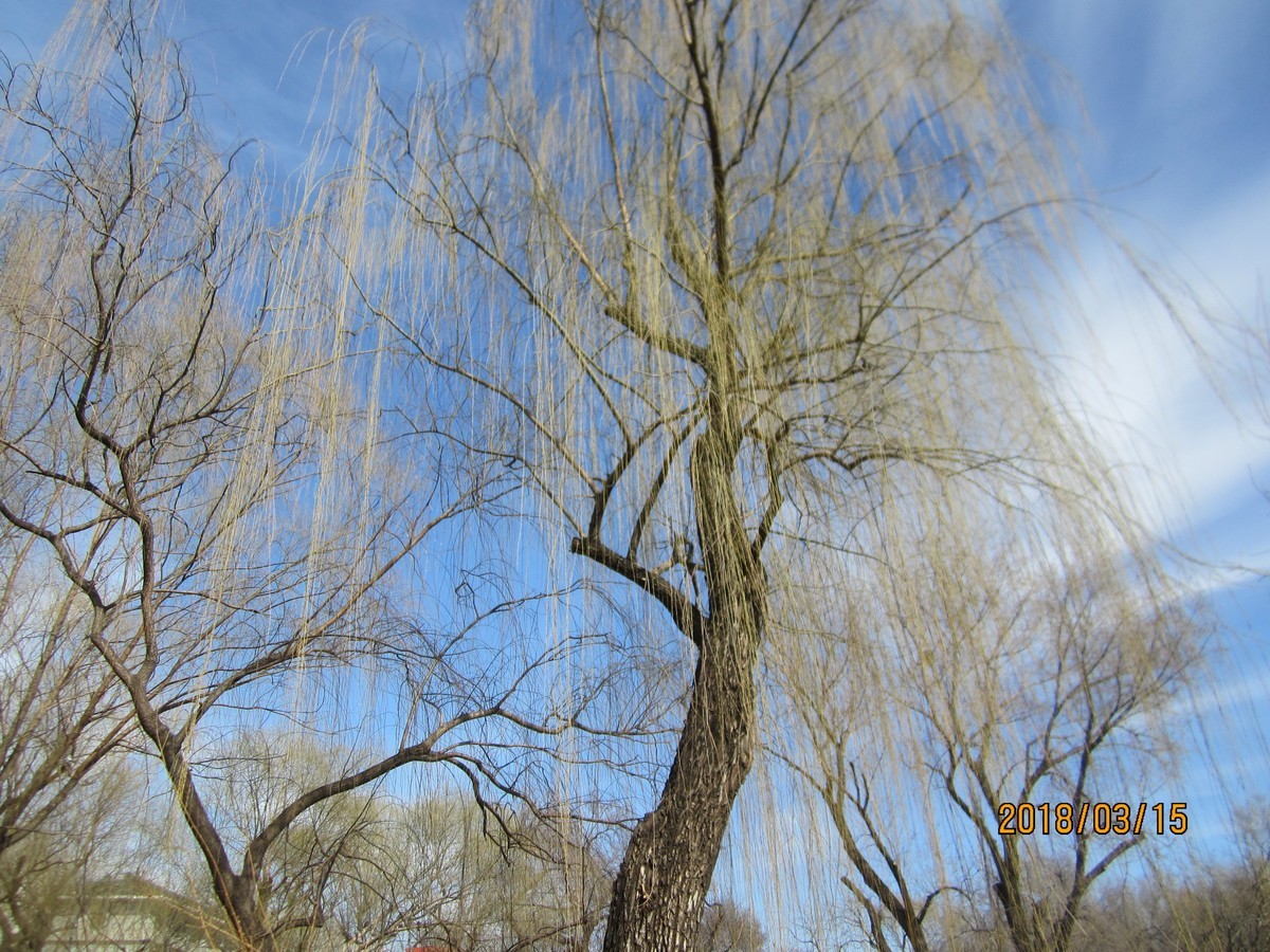 #佳能EOS M100-春天来了#芽初发，苞欲放，春之脚步临近