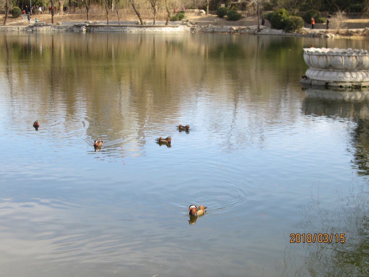 #佳能EOS M100-春天来了#芽初发，苞欲放，春之脚步临近