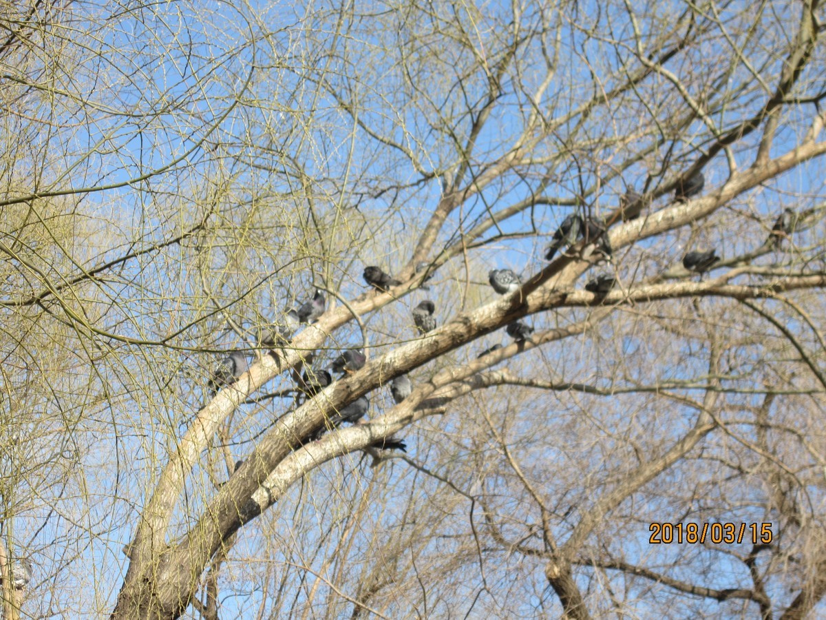 #佳能EOS M100-春天来了#芽初发，苞欲放，春之脚步临近