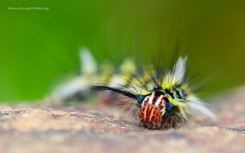 #版主坐堂# 2018年5月微距摄影星空(中国)作品集萃