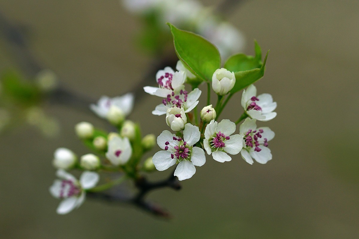 #版主坐堂# 2018年5月微距摄影星空(中国)作品集萃
