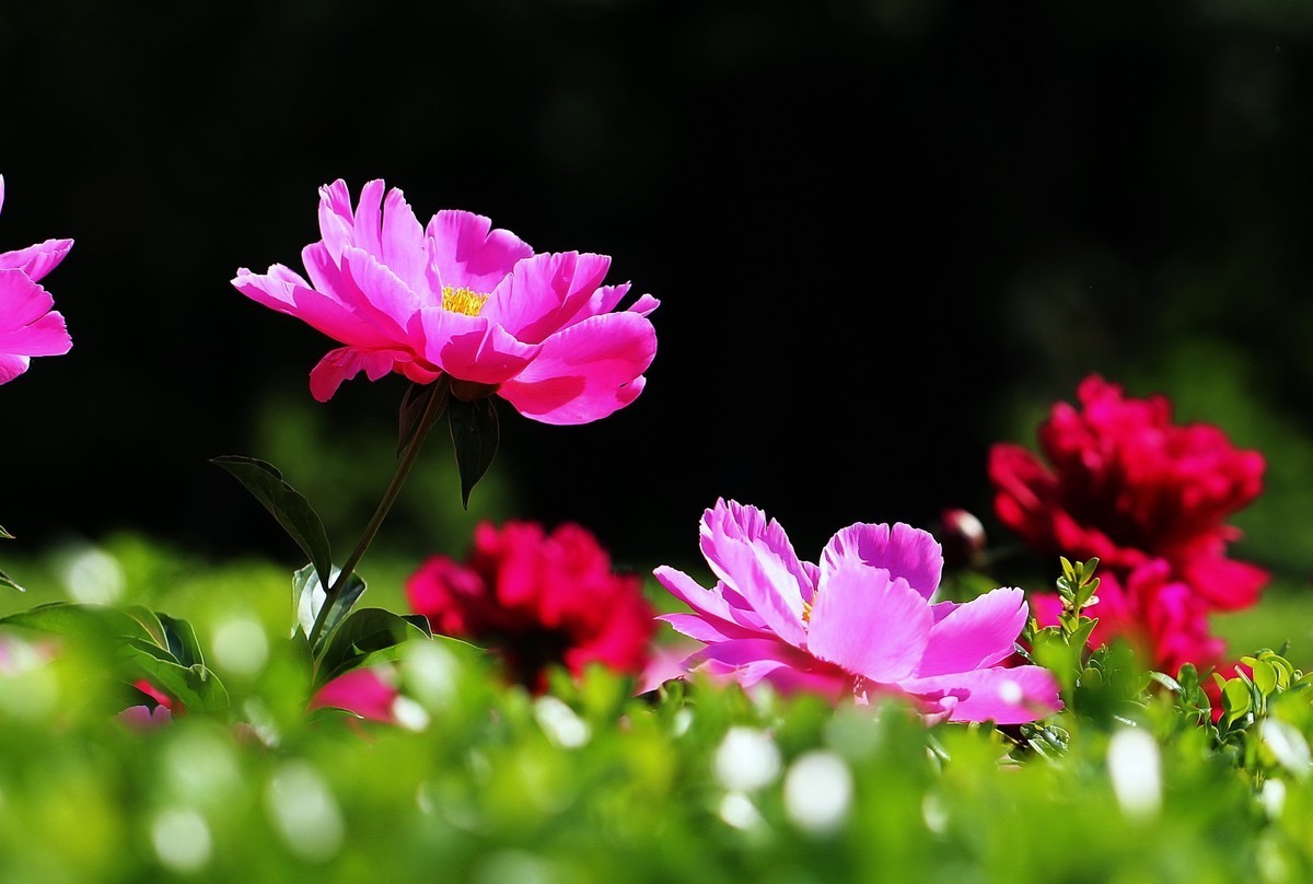 #版主坐堂# 2018年5月微距摄影星空(中国)作品集萃