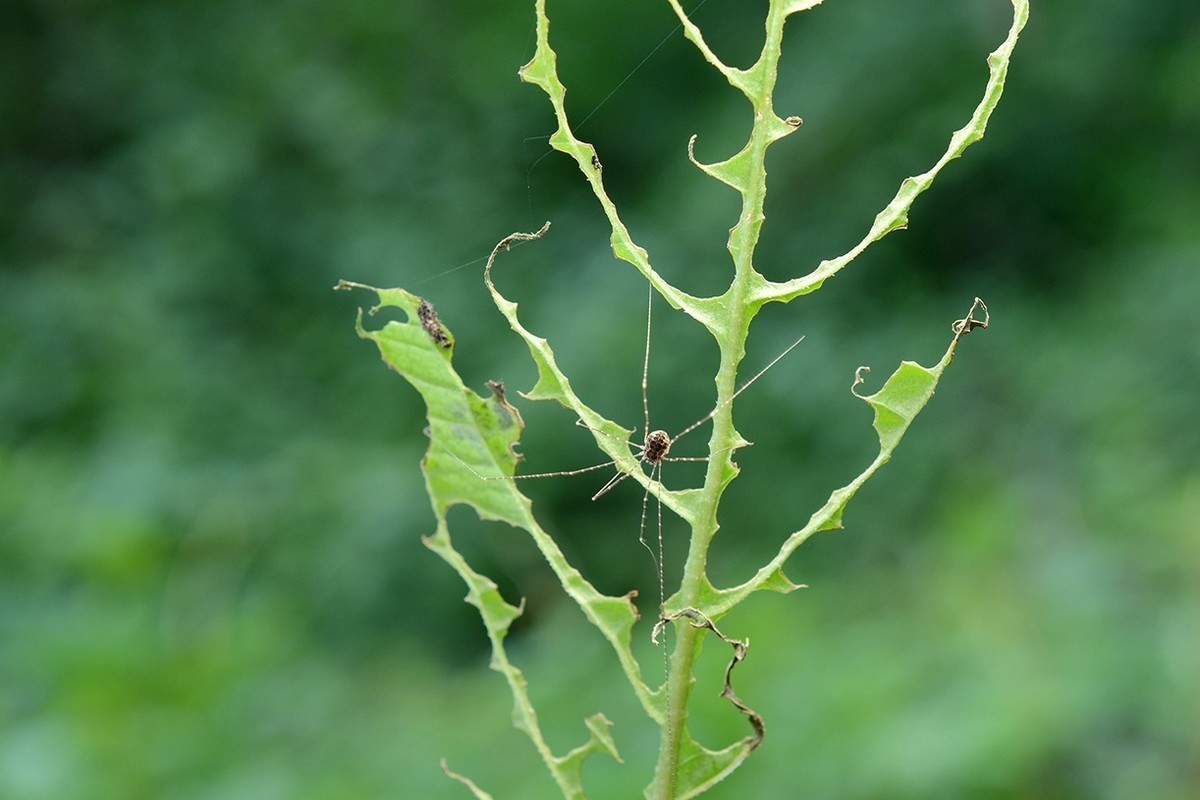 #版主坐堂# 2018年5月微距摄影星空(中国)作品集萃