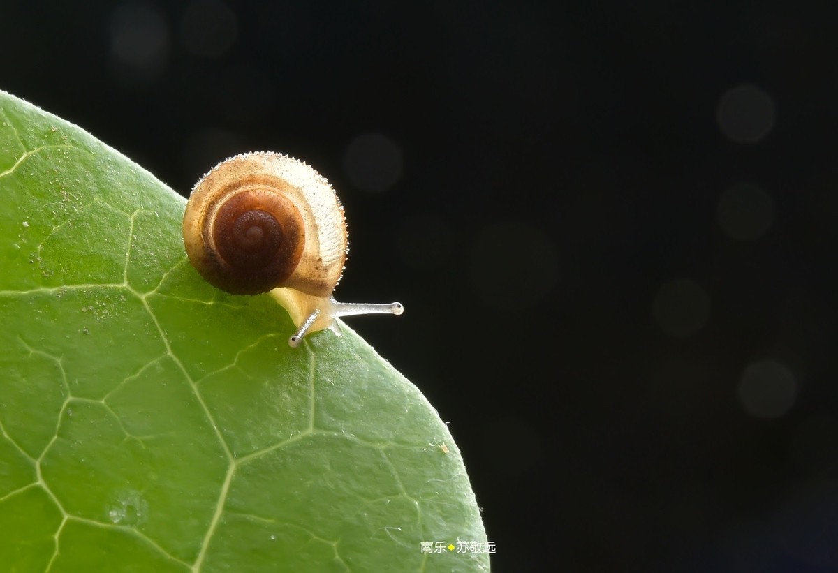 #版主坐堂# 2018年5月微距摄影星空(中国)作品集萃