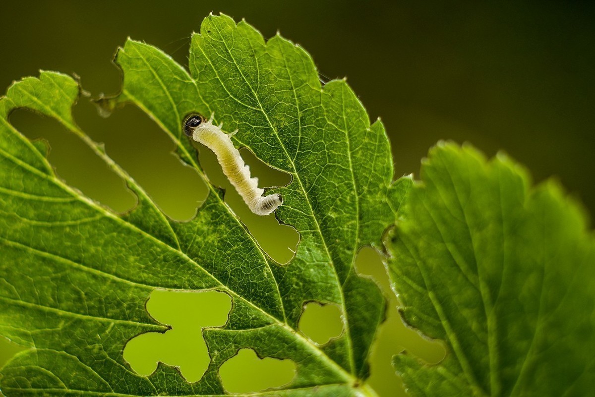 #版主坐堂# 2018年5月微距摄影星空(中国)作品集萃