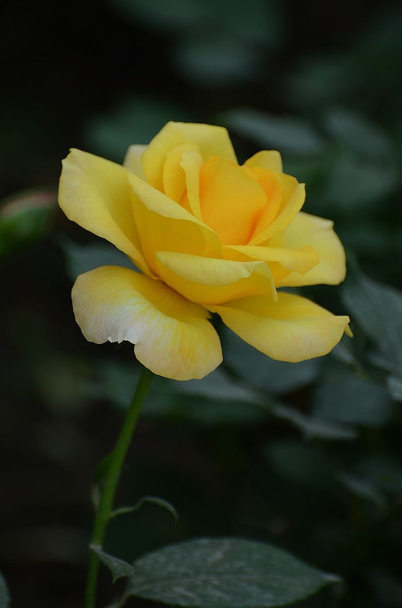 竖版月季花