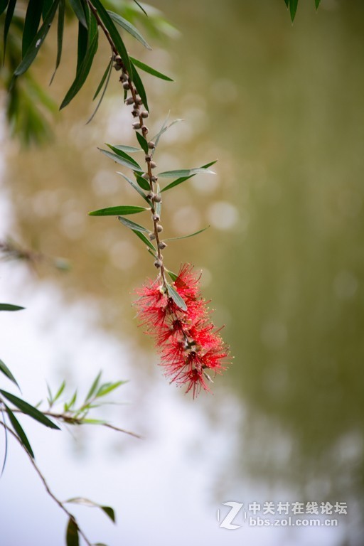银杏叶还没黄透