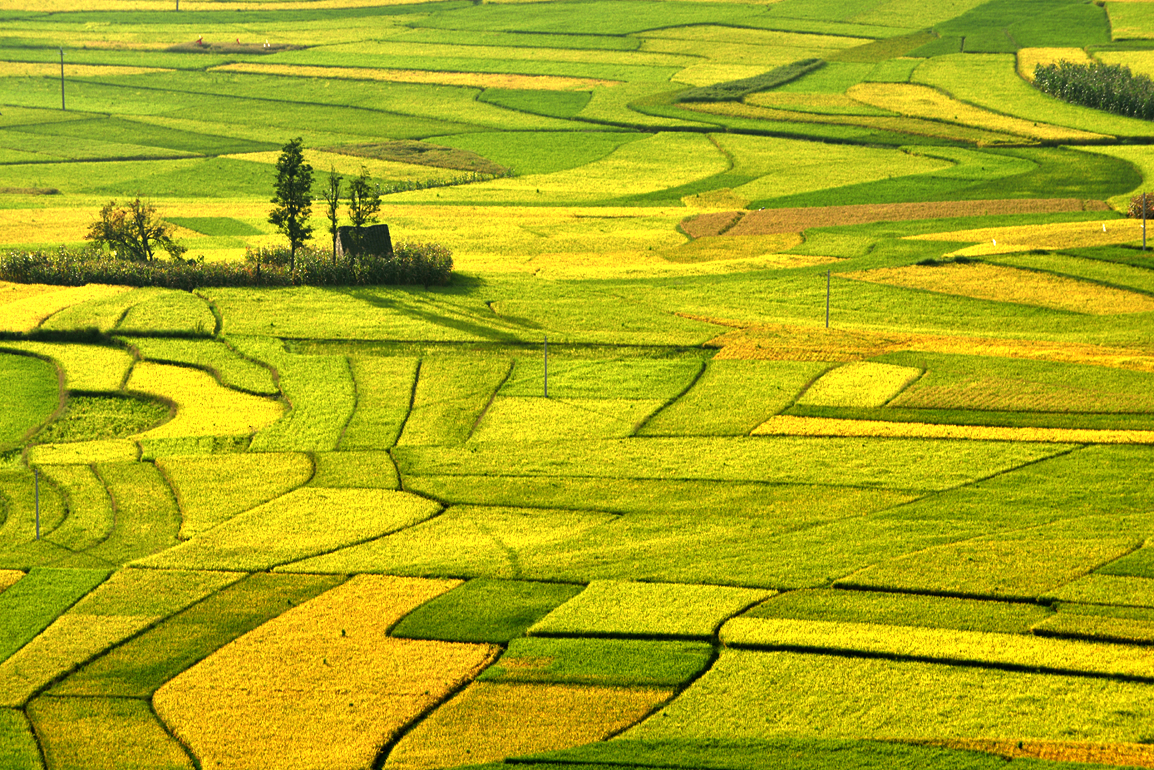 家乡风景之: 金色田园>.-中关村在线摄影论坛