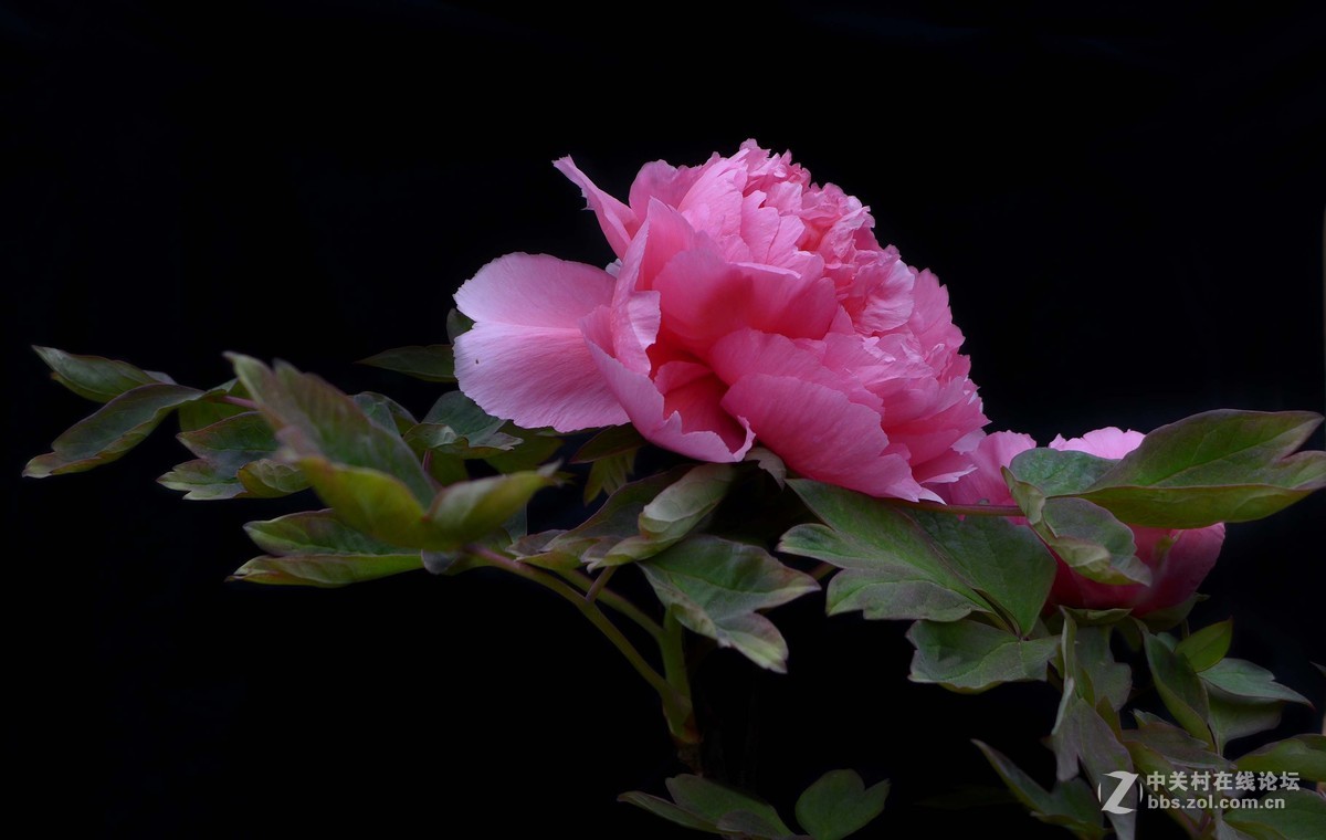 #ZOL月赛-四月物语# 蜂花正茂