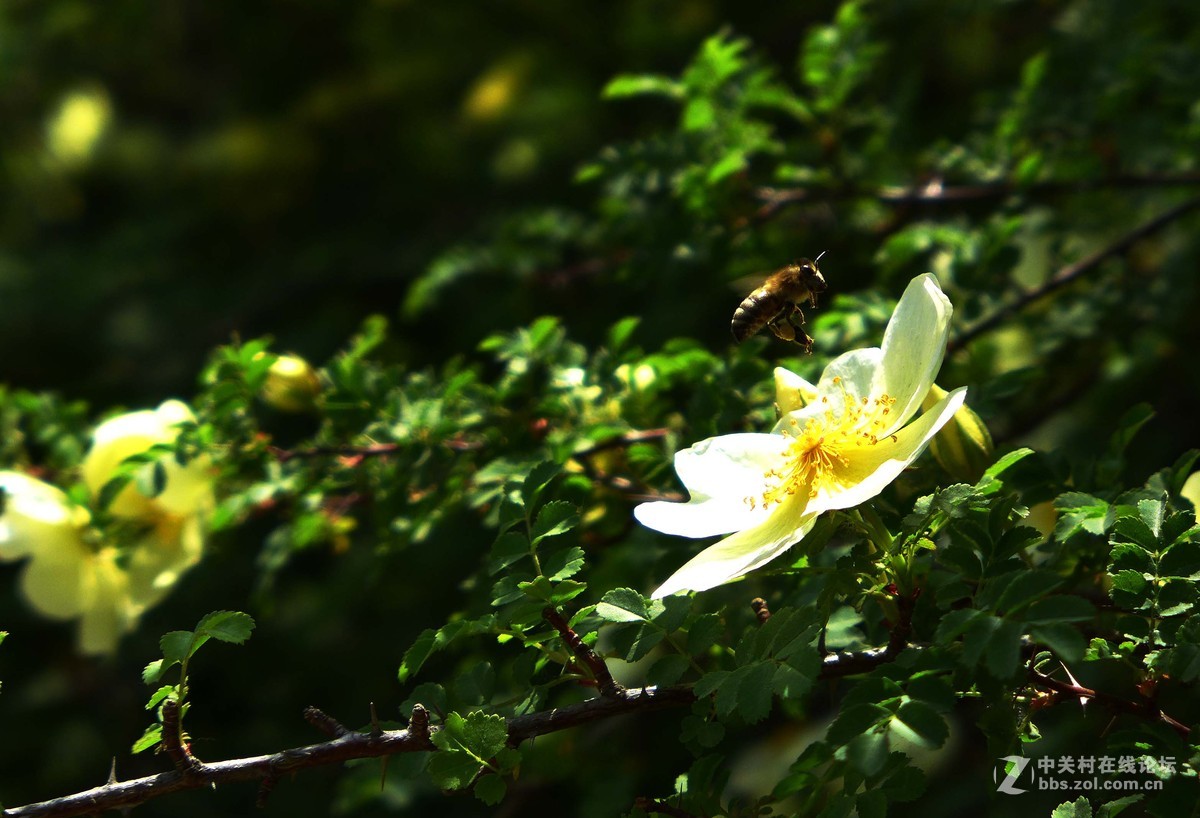 #ZOL月赛-四月物语# 蜂花正茂