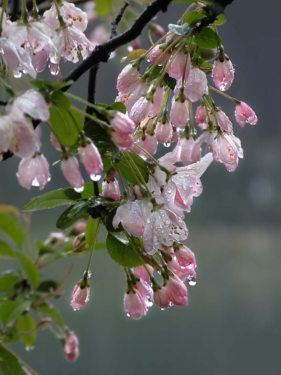 zol月赛四月物语记录诗意的四月重庆的春天