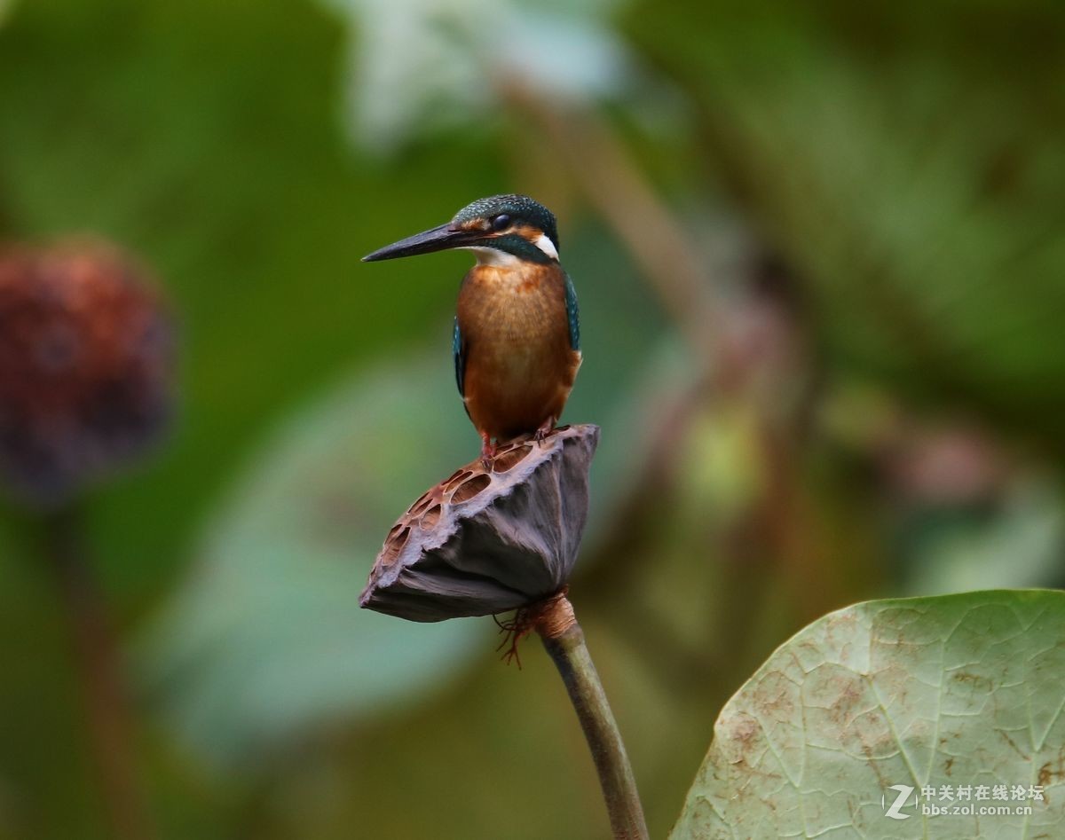 腾龙150-600二代试镜(手持)