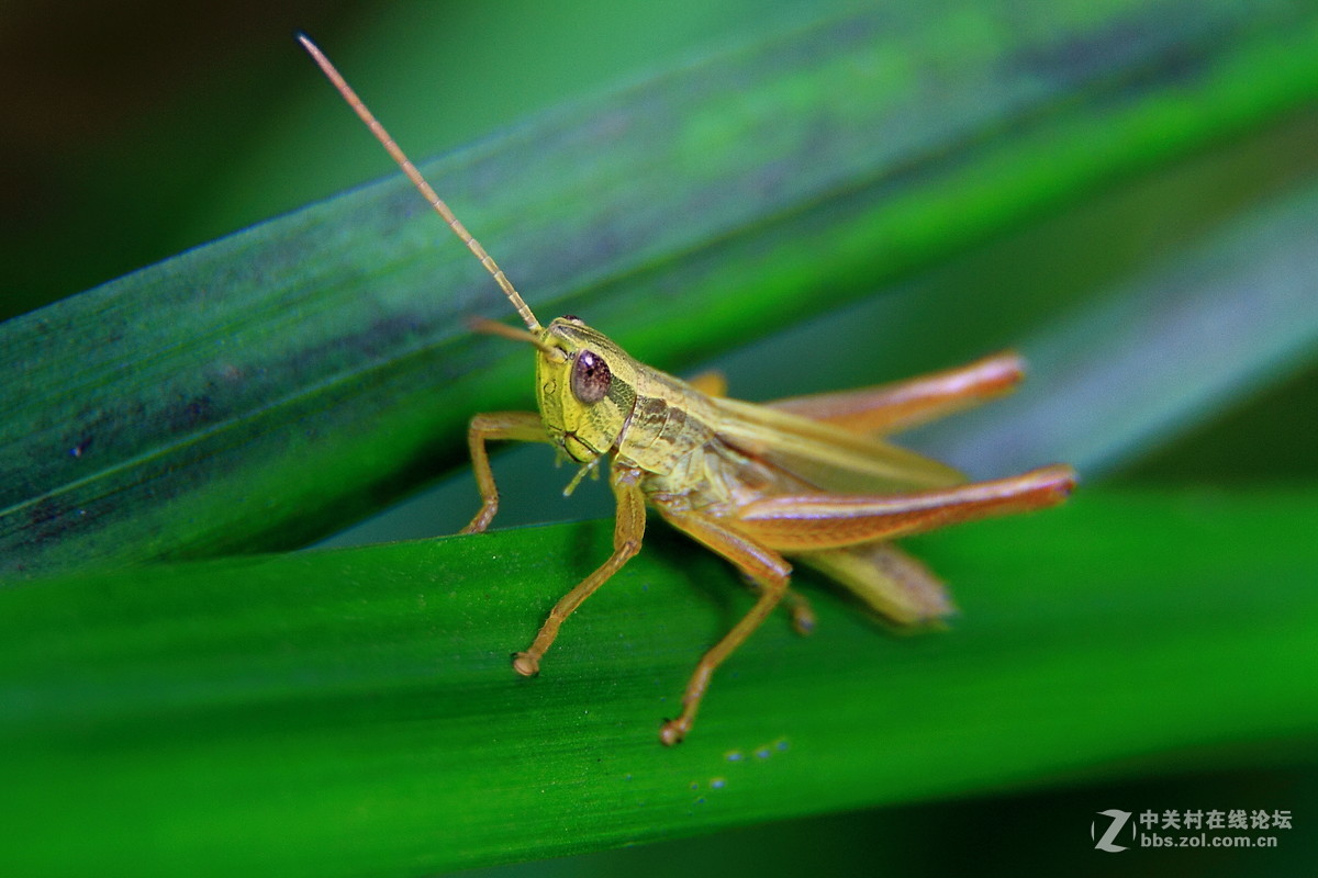 加镜头桶拍的微距