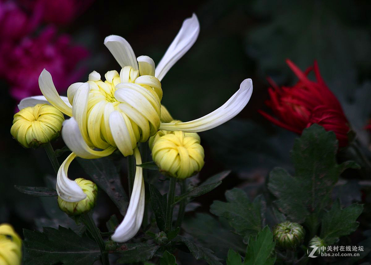菊花（十七）
