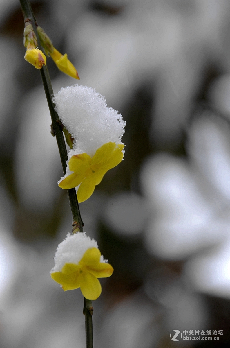 傲雪迎春10p敬请指导