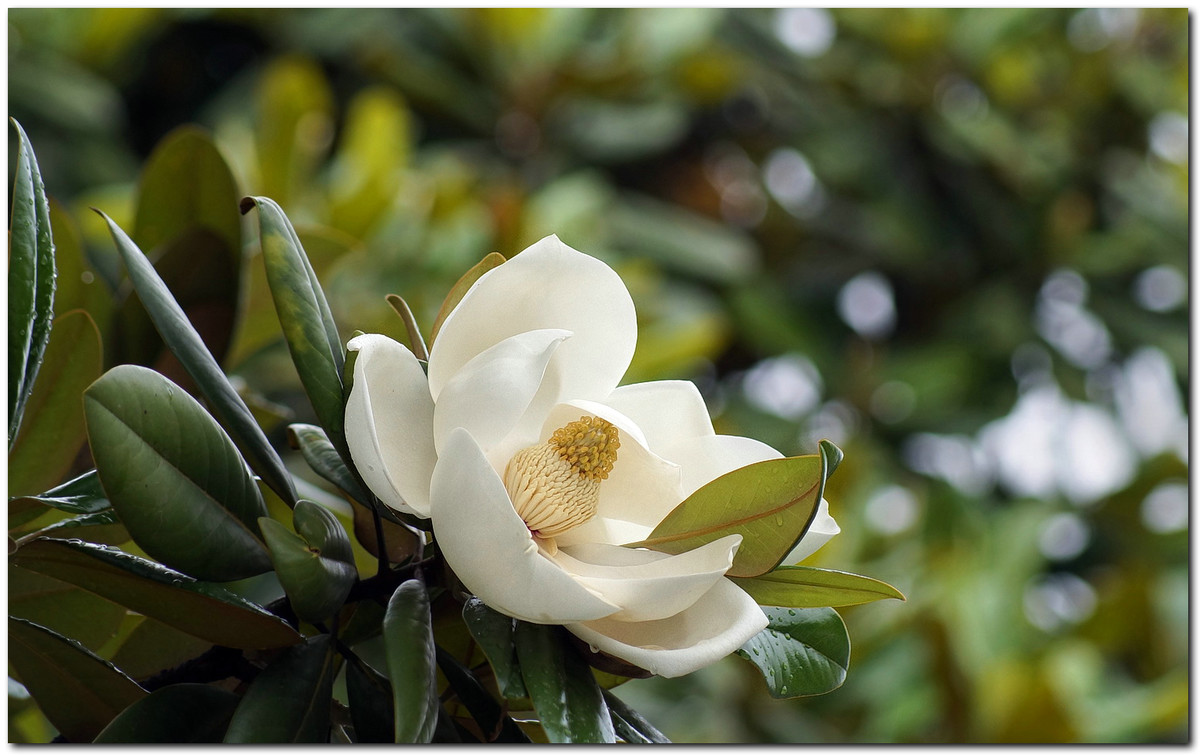 洁白硕大的广玉兰花