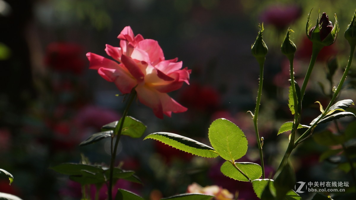 vg30eh套头拍摄 点测光 点对焦