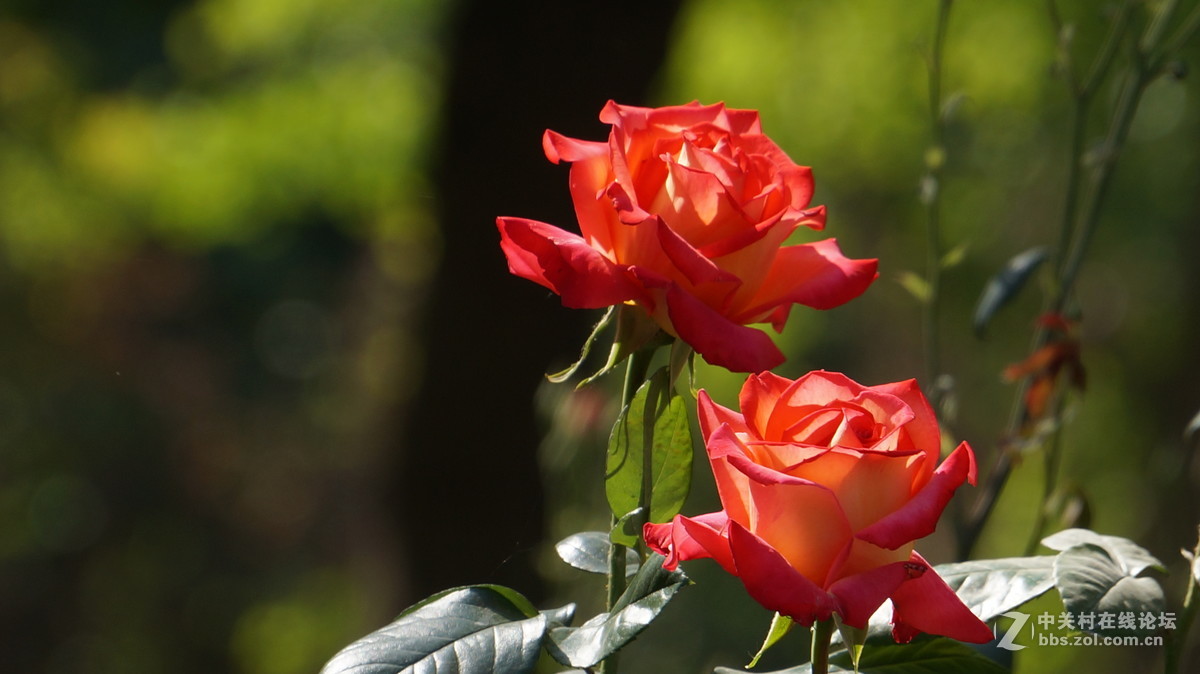 vg30eh套头拍摄 点测光 点对焦