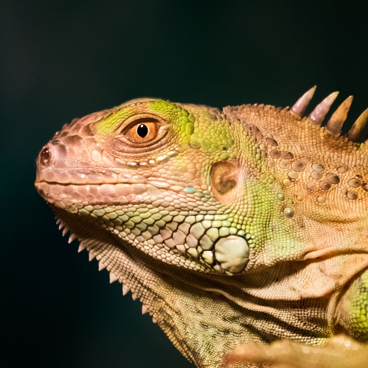 《爬行馆的小动物》