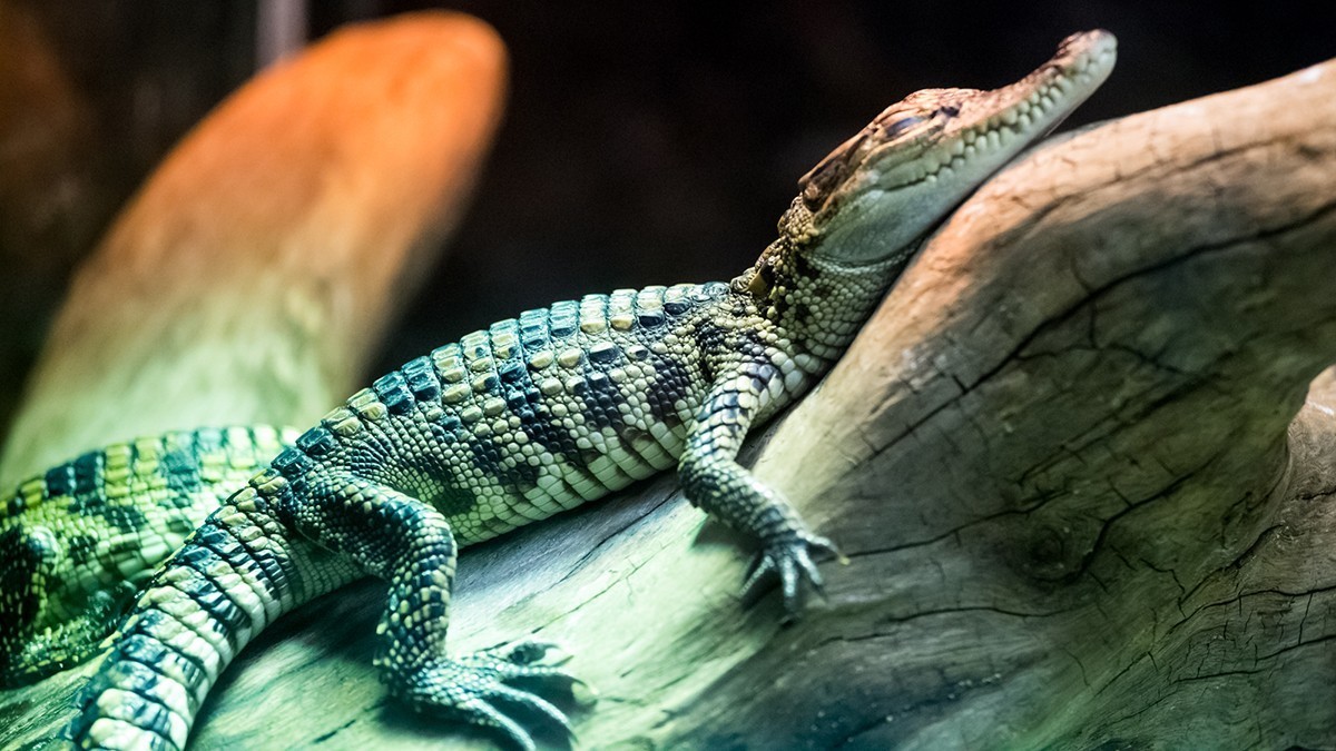 《爬行馆的小动物》