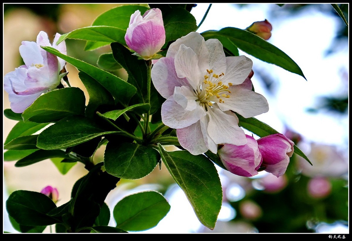 【西府海棠1】——卡片机拍摄