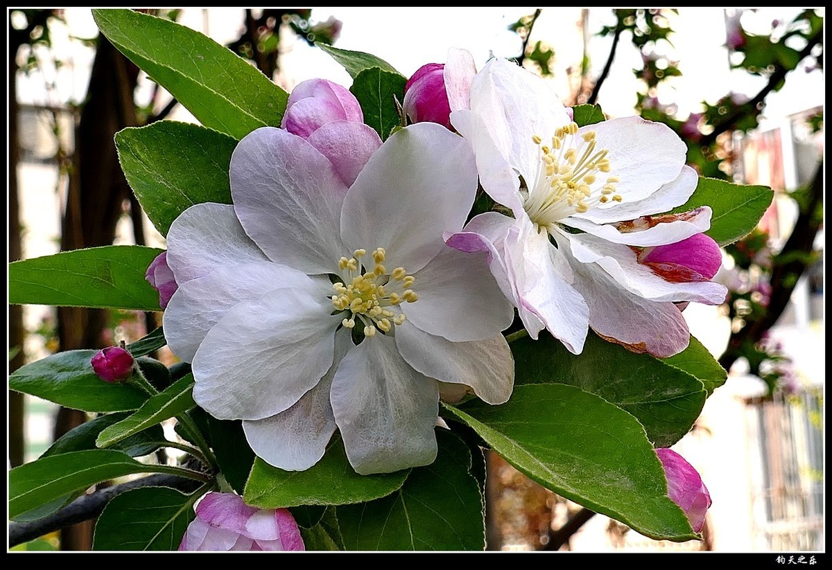 【西府海棠1】——卡片机拍摄