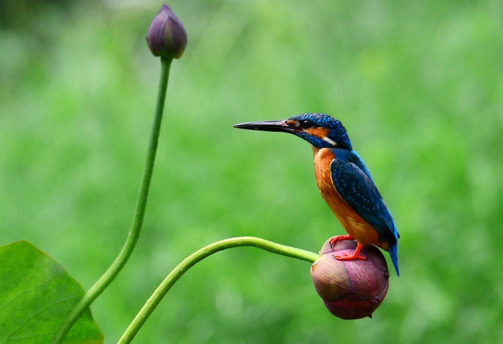潍坊百鸟园随拍