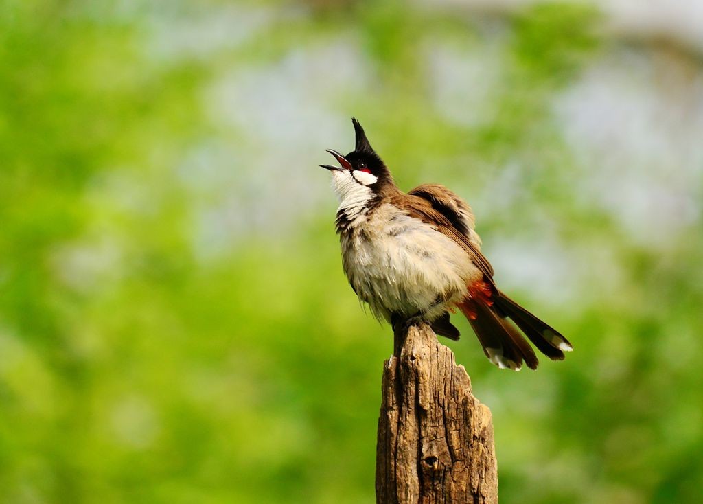 潍坊百鸟园随拍