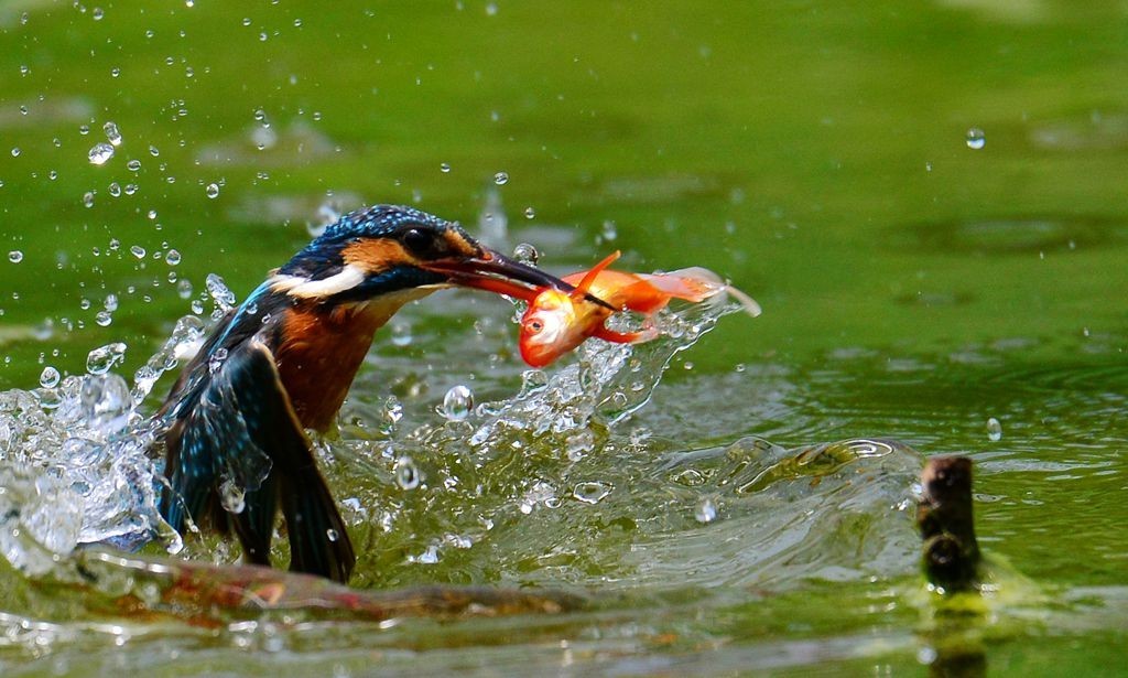 潍坊百鸟园随拍
