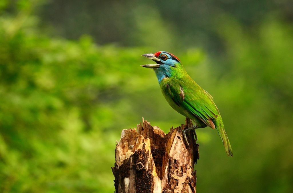 潍坊百鸟园随拍