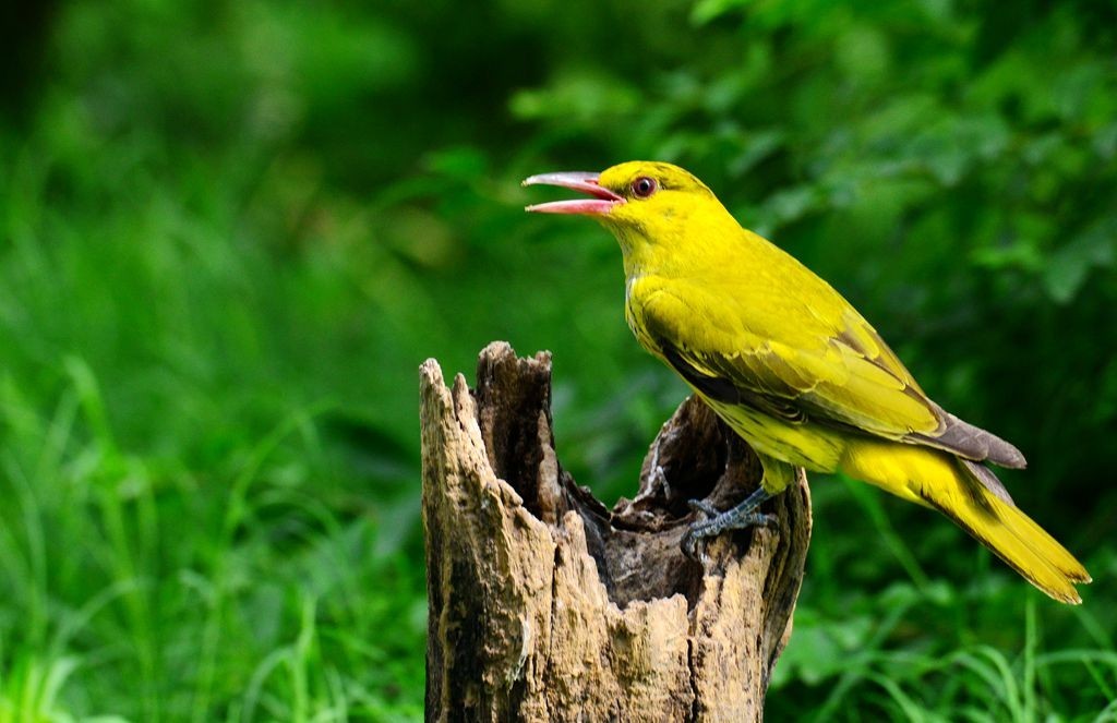 潍坊百鸟园随拍