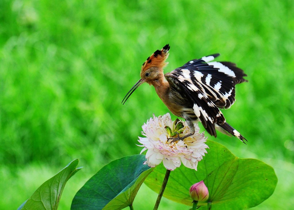 潍坊百鸟园随拍