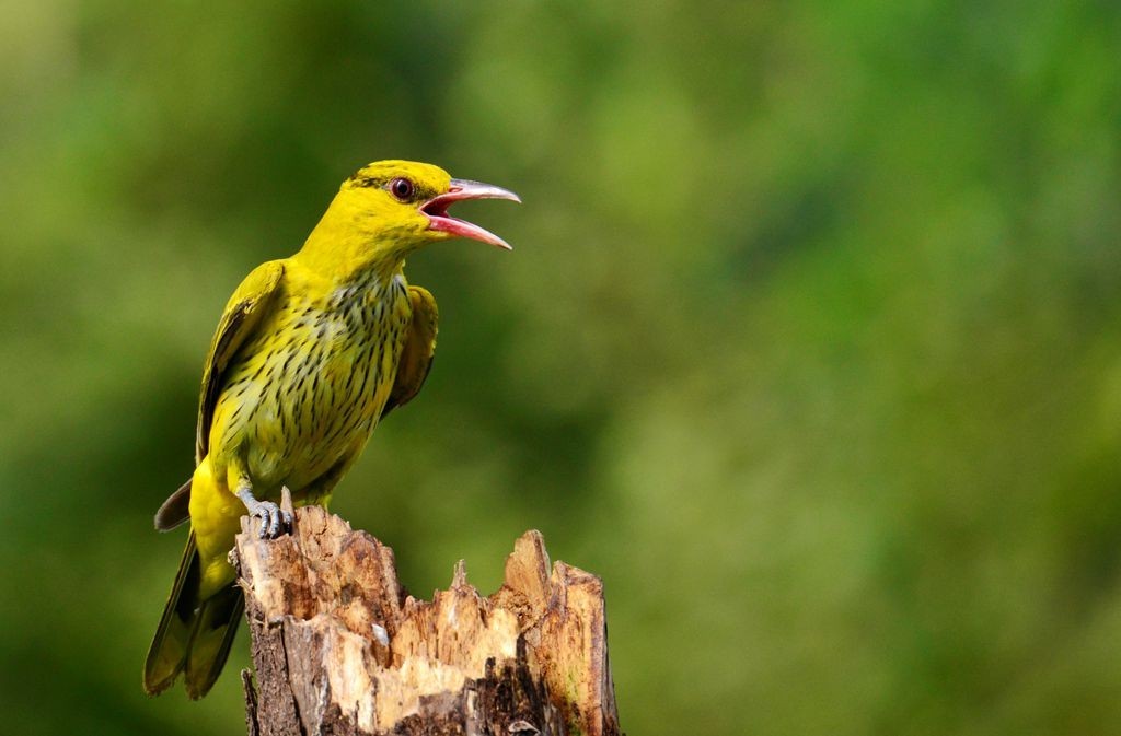 潍坊百鸟园随拍